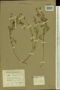 Astragalus austriacus Jacq., Eastern Europe, North Ukrainian region (E11) (Ukraine)