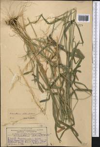 Arrhenatherum elatius (L.) P.Beauv. ex J.Presl & C.Presl, Middle Asia, Kopet Dag, Badkhyz, Small & Great Balkhan (M1) (Turkmenistan)