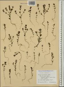 Satureja hortensis L., Caucasus, North Ossetia, Ingushetia & Chechnya (K1c) (Russia)