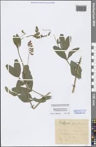 Lathyrus pisiformis L., Eastern Europe, Central forest-and-steppe region (E6) (Russia)