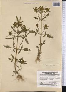 Bidens radiata Thuill., Siberia, Western Siberia (S1) (Russia)