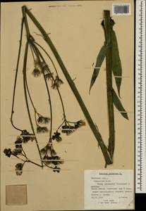 Sonchus palustris L., Eastern Europe, North-Western region (E2) (Russia)