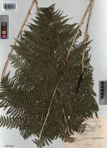 Athyrium filix-femina, Siberia, Altai & Sayany Mountains (S2) (Russia)
