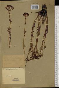 Patrinia intermedia (Hornem.) Roem. & Schult., Siberia, Western (Kazakhstan) Altai Mountains (S2a) (Kazakhstan)
