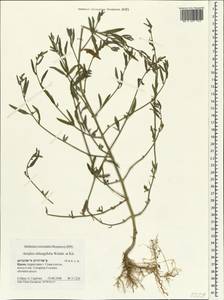 Atriplex oblongifolia Waldst. & Kit., Crimea (KRYM) (Russia)