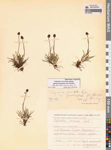 Tofieldia coccinea subsp. sphaerocephala A.P.Khokhr., Siberia, Chukotka & Kamchatka (S7) (Russia)