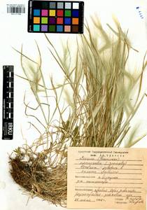 Hordeum jubatum L., Siberia, Baikal & Transbaikal region (S4) (Russia)