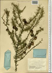 Larix gmelinii var. gmelinii, Siberia, Yakutia (S5) (Russia)