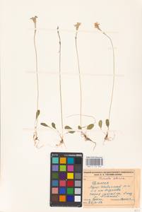 Primula nutans Georgi, Siberia, Baikal & Transbaikal region (S4) (Russia)