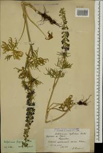 Delphinium freynii Conrath, Caucasus, Armenia (K5) (Armenia)
