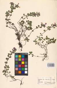 MHA 0 156 513, Clinopodium alpinum (L.) Kuntze, Eastern Europe, West Ukrainian region (E13) (Ukraine)