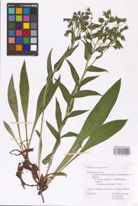 MHA 0 152 817, Pulmonaria angustifolia L., Eastern Europe, Central region (E4) (Russia)
