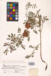 Glycyrrhiza echinata L., Eastern Europe, Lower Volga region (E9) (Russia)