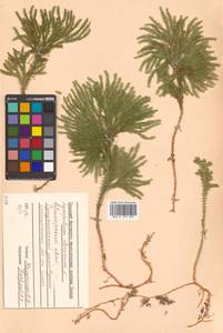 Dendrolycopodium obscurum (L.) A. Haines, Siberia, Russian Far East (S6) (Russia)