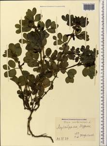 Vicia narbonensis L., Caucasus, Azerbaijan (K6) (Azerbaijan)