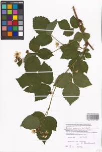 Rubus nessensis Hall, Eastern Europe, Moscow region (E4a) (Russia)