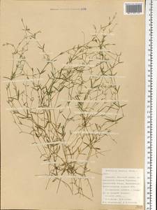 Stellaria fennica (Murb.) Perfil., Eastern Europe, Northern region (E1) (Russia)
