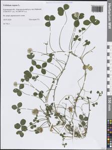 Trifolium repens L., Siberia, Western Siberia (S1) (Russia)