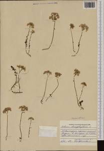 Sedum album L., Western Europe (EUR) (Bulgaria)