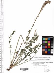 Oxytropis spicata (Pall.) O.Fedtsch. & B.Fedtsch., Eastern Europe, Eastern region (E10) (Russia)