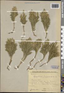 Dendrolycopodium juniperoideum (Sw.) A. Haines, Siberia, Yakutia (S5) (Russia)