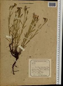 Dianthus chinensis L., Siberia, Baikal & Transbaikal region (S4) (Russia)
