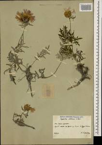 Psephellus colchicus Sosn., Caucasus, South Ossetia (K4b) (South Ossetia)