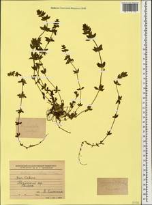 Cruciata laevipes Opiz, Caucasus, Stavropol Krai, Karachay-Cherkessia & Kabardino-Balkaria (K1b) (Russia)