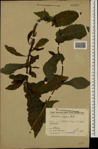 Sonchus asper (L.) Hill, Eastern Europe, Volga-Kama region (E7) (Russia)