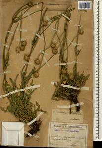 Cephalaria uralensis (Murray) Roem. & Schult., Crimea (KRYM) (Russia)