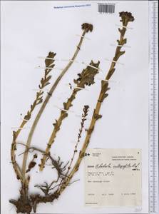 Rhodiola integrifolia, America (AMER) (Canada)