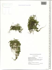 Lemna minor L., Crimea (KRYM) (Russia)