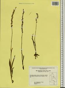 Spiranthes sinensis (Pers.) Ames, Siberia, Russian Far East (S6) (Russia)