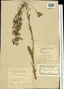 Campanula sibirica L., Eastern Europe, Central forest-and-steppe region (E6) (Russia)