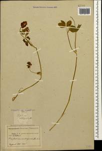 Trifolium ambiguum M.Bieb., Caucasus, Abkhazia (K4a) (Abkhazia)