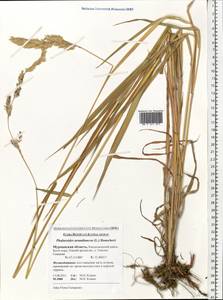 Phalaris arundinacea L., Eastern Europe, Northern region (E1) (Russia)