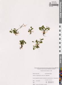 Arabidopsis lyrata subsp. lyrata, Siberia, Chukotka & Kamchatka (S7) (Russia)