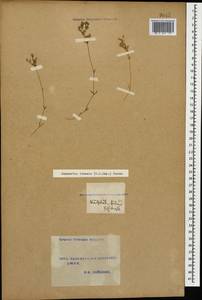 Sabulina lineata (Boiss.) Dillenb. & Kadereit, Caucasus, Turkish Caucasus (NE Turkey) (K7) (Turkey)