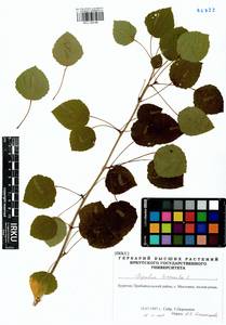 Populus tremula L., Siberia, Baikal & Transbaikal region (S4) (Russia)