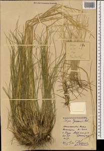 Stipa pennata L., Caucasus, Dagestan (K2) (Russia)