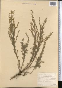 Seriphidium lercheanum var. astrachanicum (Kazak.) Y.R. Ling, Middle Asia, Northern & Central Kazakhstan (M10) (Kazakhstan)
