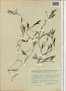 Ranunculus kauffmanii P. Clerc, Eastern Europe, Volga-Kama region (E7) (Russia)