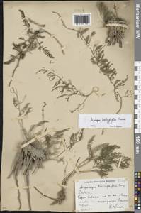 Asparagus brachyphyllus Turcz., Eastern Europe, South Ukrainian region (E12) (Ukraine)