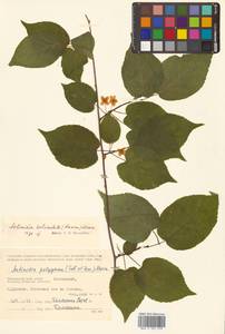Actinidia kolomikta (Maxim. & Rupr.) Maxim., Siberia, Russian Far East (S6) (Russia)