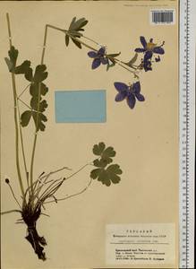 Aquilegia sibirica Lam., Siberia, Altai & Sayany Mountains (S2) (Russia)