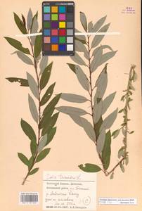 Salix triandra L., Caucasus, Dagestan (K2) (Russia)