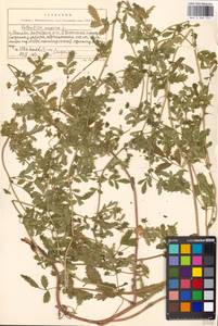 Potentilla supina L., Eastern Europe, Moscow region (E4a) (Russia)