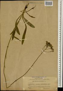 Pilosella auriculoides (Láng) Arv.-Touv., Caucasus, Black Sea Shore (from Novorossiysk to Adler) (K3) (Russia)