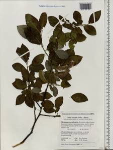 Salix myrsinifolia subsp. borealis (Fr.) Hyl., Eastern Europe, Northern region (E1) (Russia)