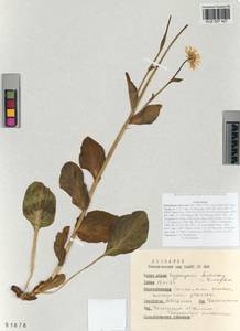 Doronicum altaicum Pall., Siberia, Altai & Sayany Mountains (S2) (Russia)